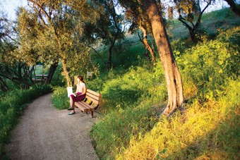 a park with trees and a bench